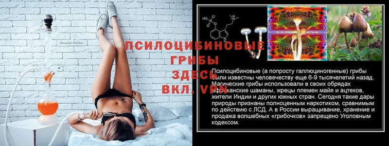 Псилоцибиновые грибы Cubensis  Стерлитамак 